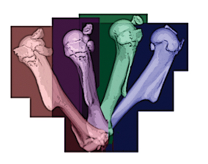 עצם הזרוע (Humerus) של עכבר בן 14 יום, מוצגת מזוויות שונות. 
